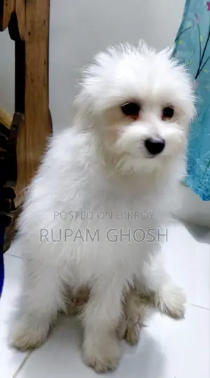 6-12 Months Female Mixed Breed Lhasa Apso