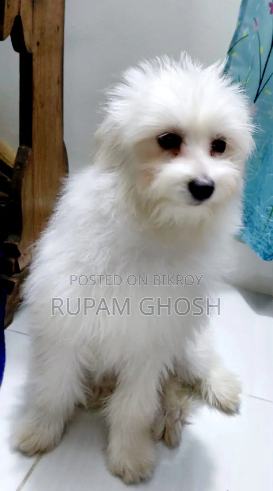 6-12 Months Female Mixed Breed Lhasa Apso