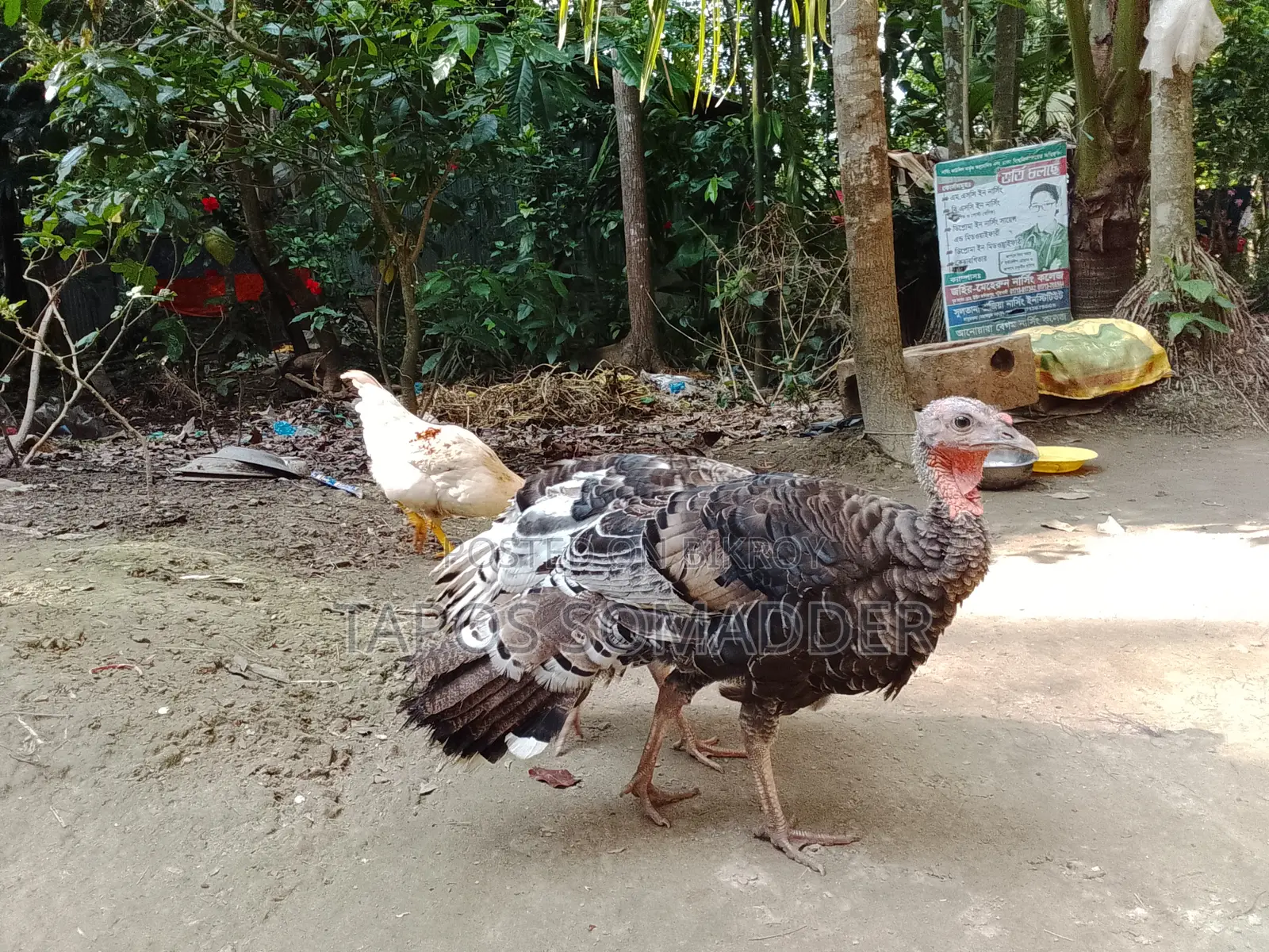 Turkey Chickens Sell