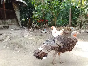 Turkey Chickens Sell