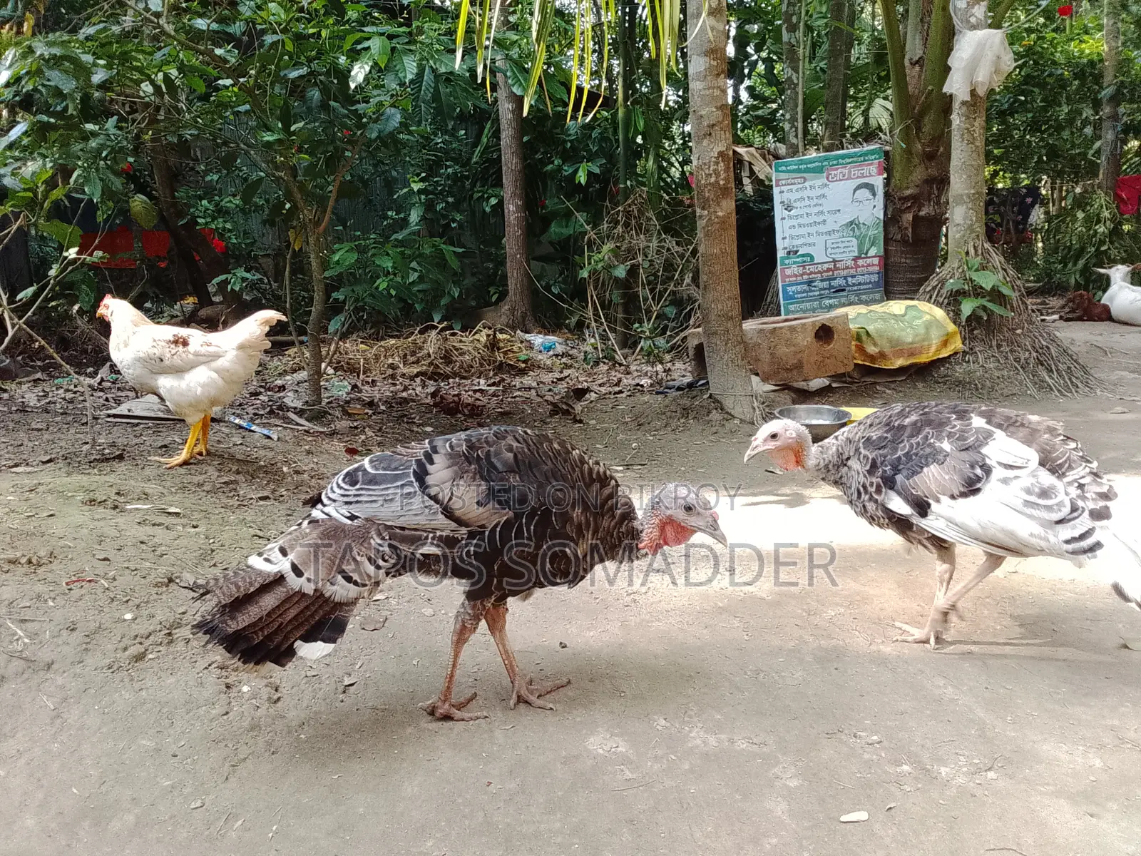 Turkey Chickens Sell