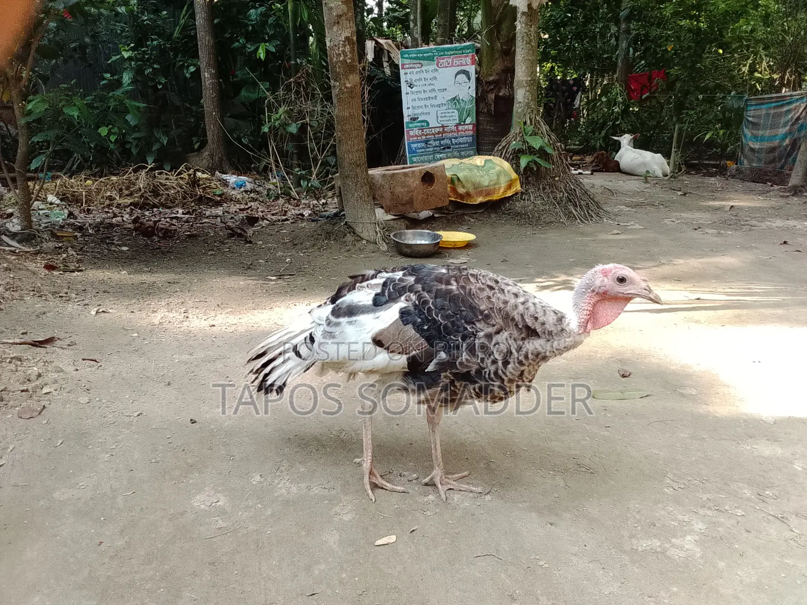 Turkey Chickens Sell
