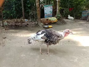 Turkey Chickens Sell