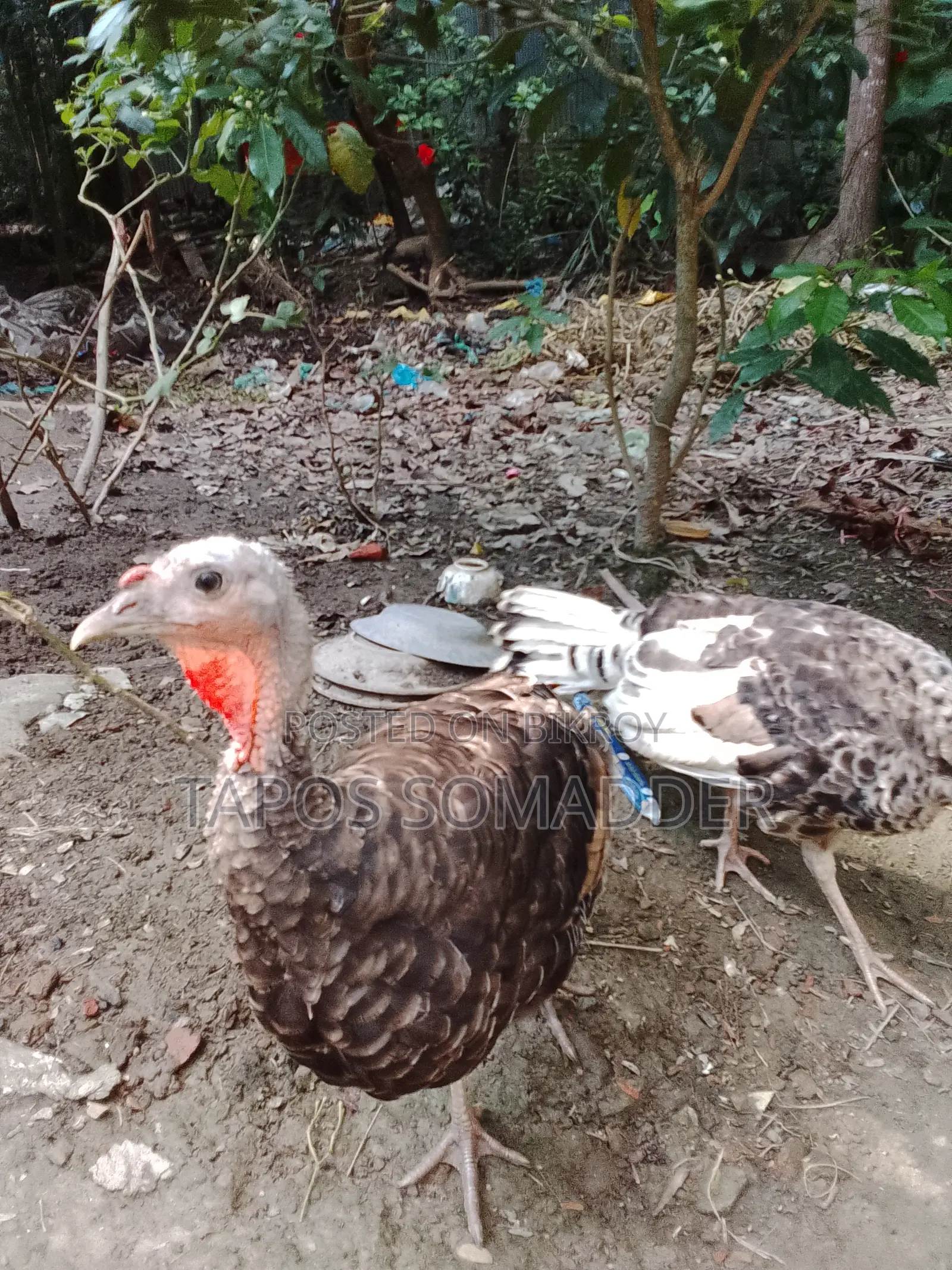 Turkey Chickens Sell