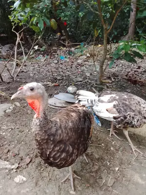 Turkey Chickens Sell