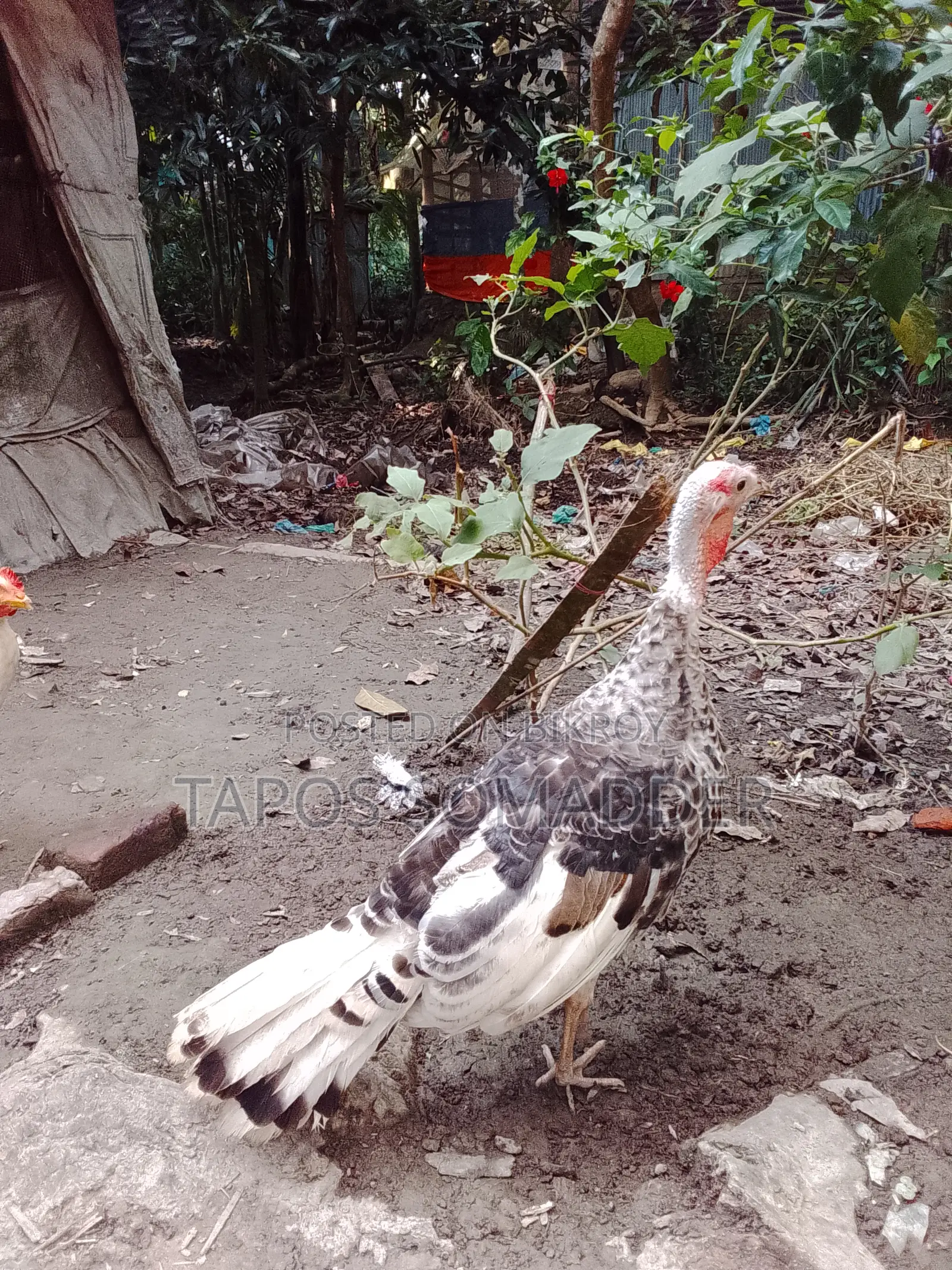 Turkey Chickens Sell