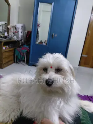 6-12 Months Female Mixed Breed Lhasa Apso