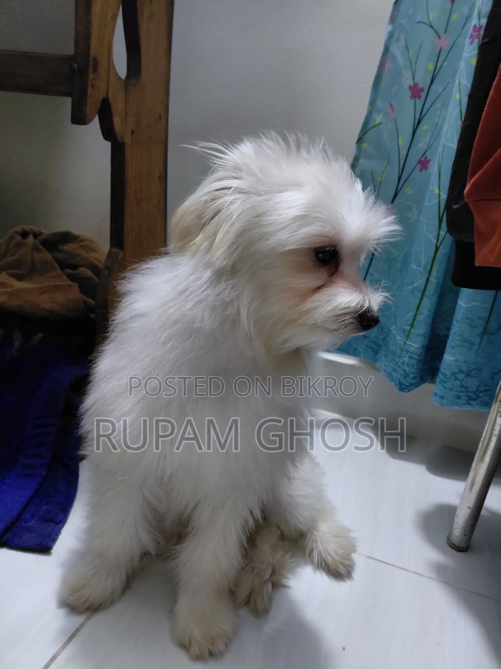 6-12 Months Female Mixed Breed Lhasa Apso