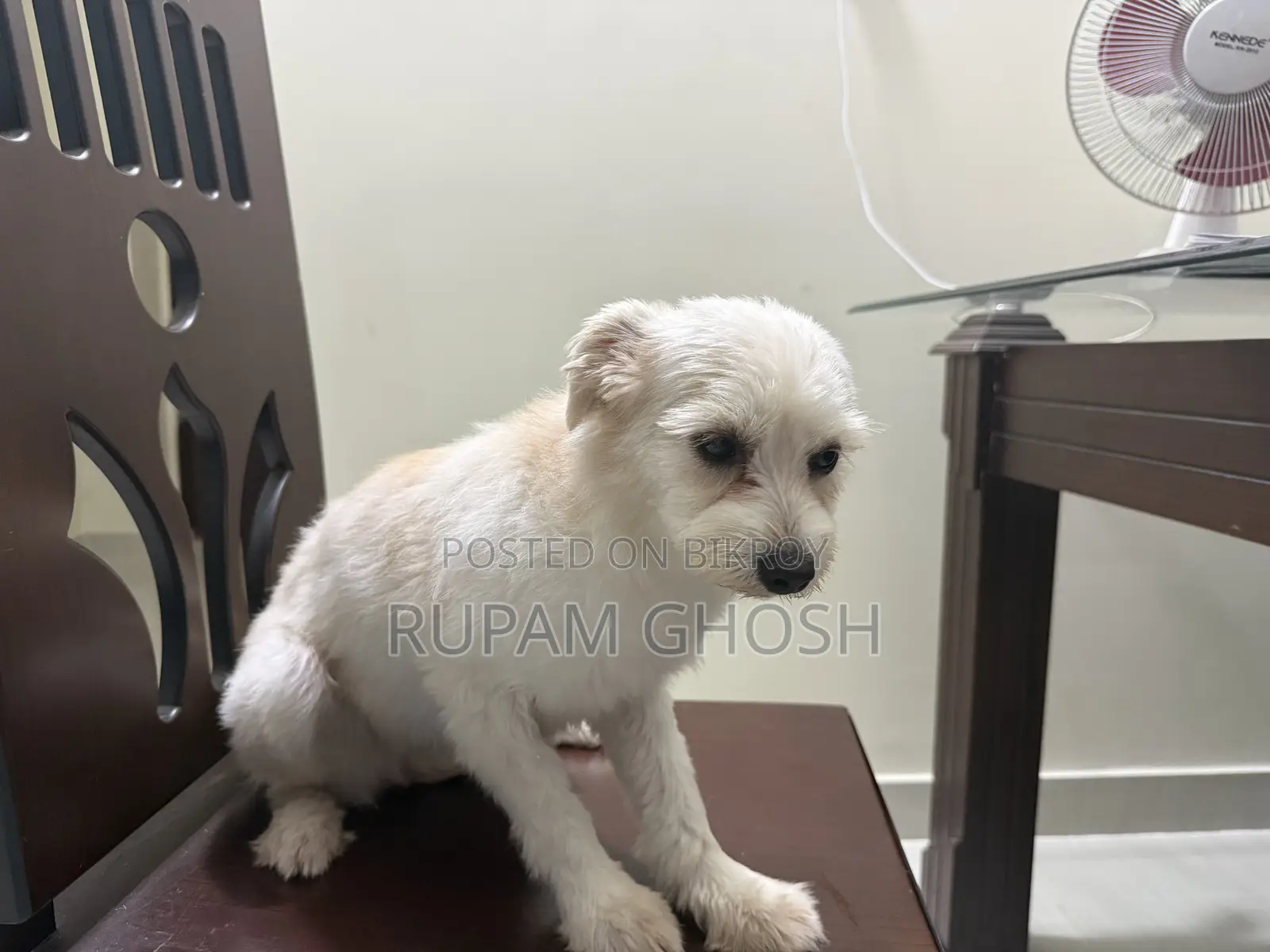 6-12 Months Female Mixed Breed Lhasa Apso