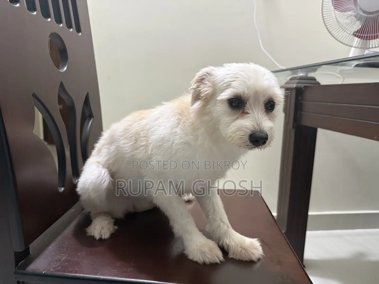 6-12 Months Female Mixed Breed Lhasa Apso