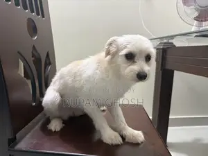 6-12 Months Female Mixed Breed Lhasa Apso