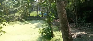 Land for Sale in Mongla