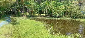 Land for Sale in Mongla