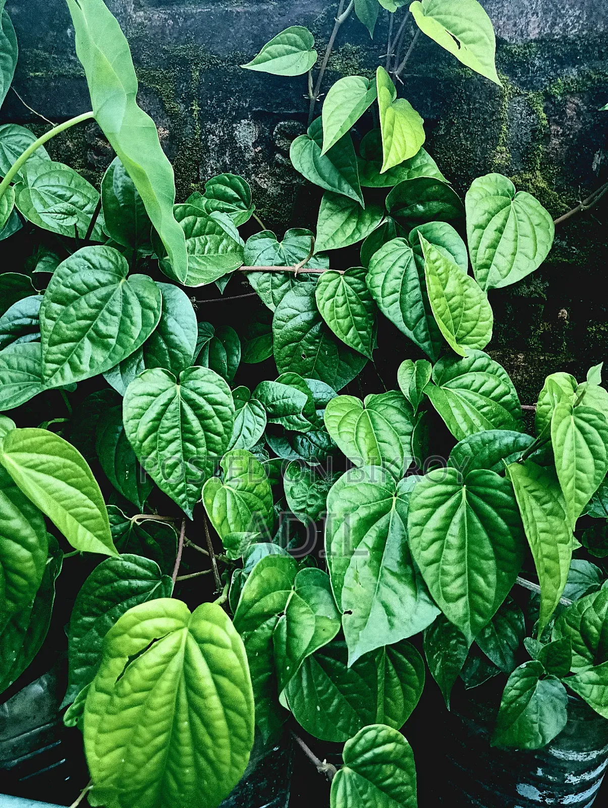 Betel Leaf Plant Seedlings