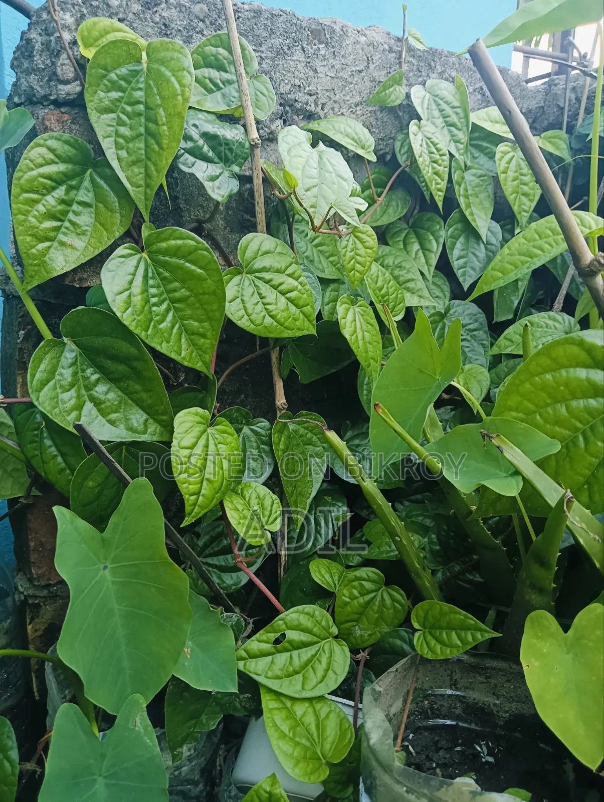 Betel Leaf Plant Seedlings