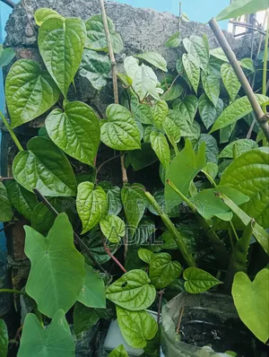 Betel Leaf Plant Seedlings