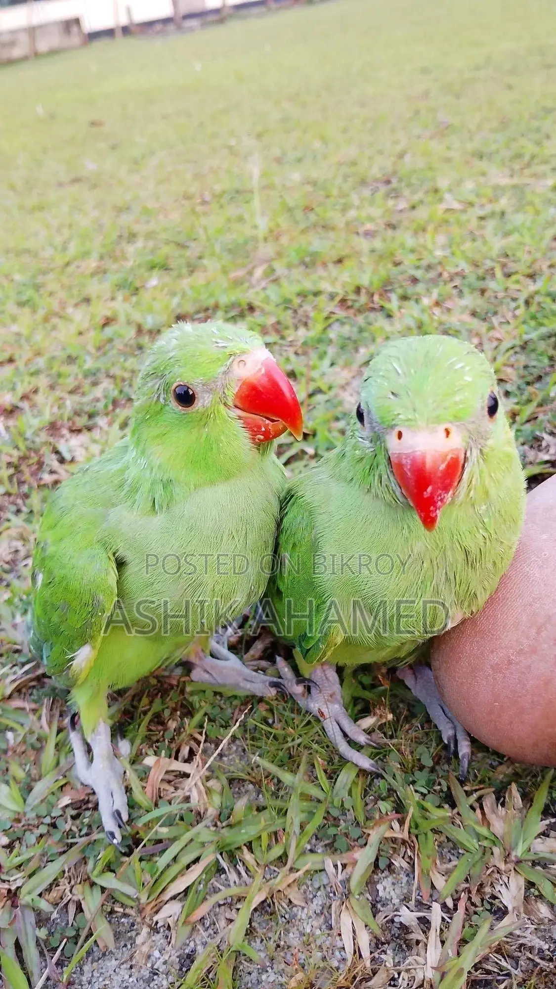 টিয়া পাখি বিক্রি হবে