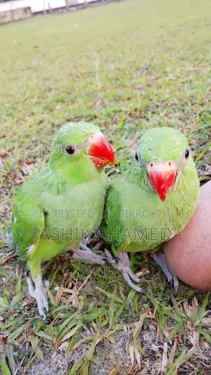 টিয়া পাখি বিক্রি হবে