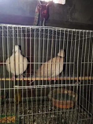 Pair of Dove birds for sale