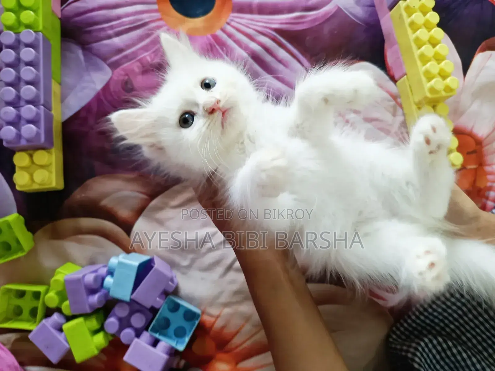 ১-৩ মাসের ফিমেল পিওর পার্সিয়ান