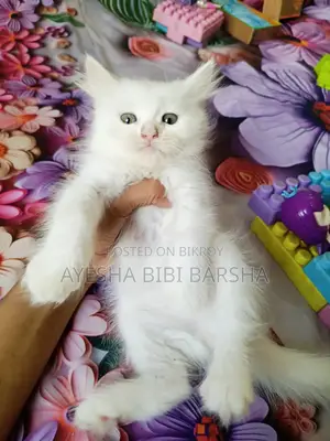 ১-৩ মাসের ফিমেল পিওর পার্সিয়ান