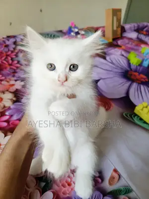 ১-৩ মাসের ফিমেল পিওর পার্সিয়ান