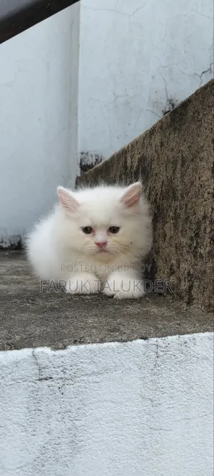 ১-৩ মাস বয়সী ফিমেল পিওর পারসিয়ান বিড়াল ছানা