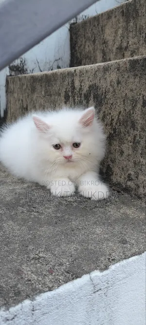1-3 Months Female Purebred Persian Kitten