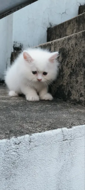 1-3 Months Female Purebred Persian Kitten