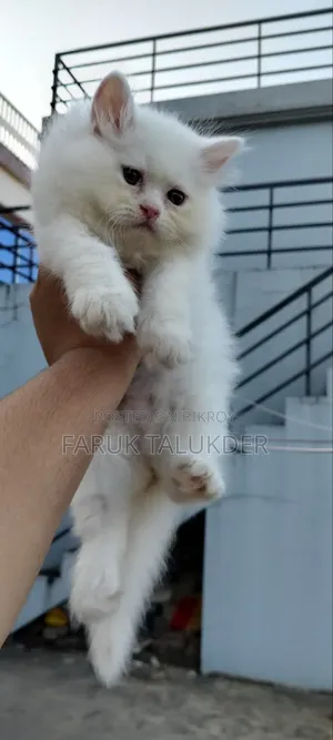 1-3 Months Female Purebred Persian Kitten