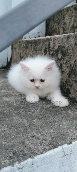 1-3 Months Female Purebred Persian Kitten