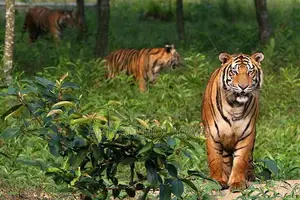সুন্দরবন ট্রাভেল প্যাকেজ