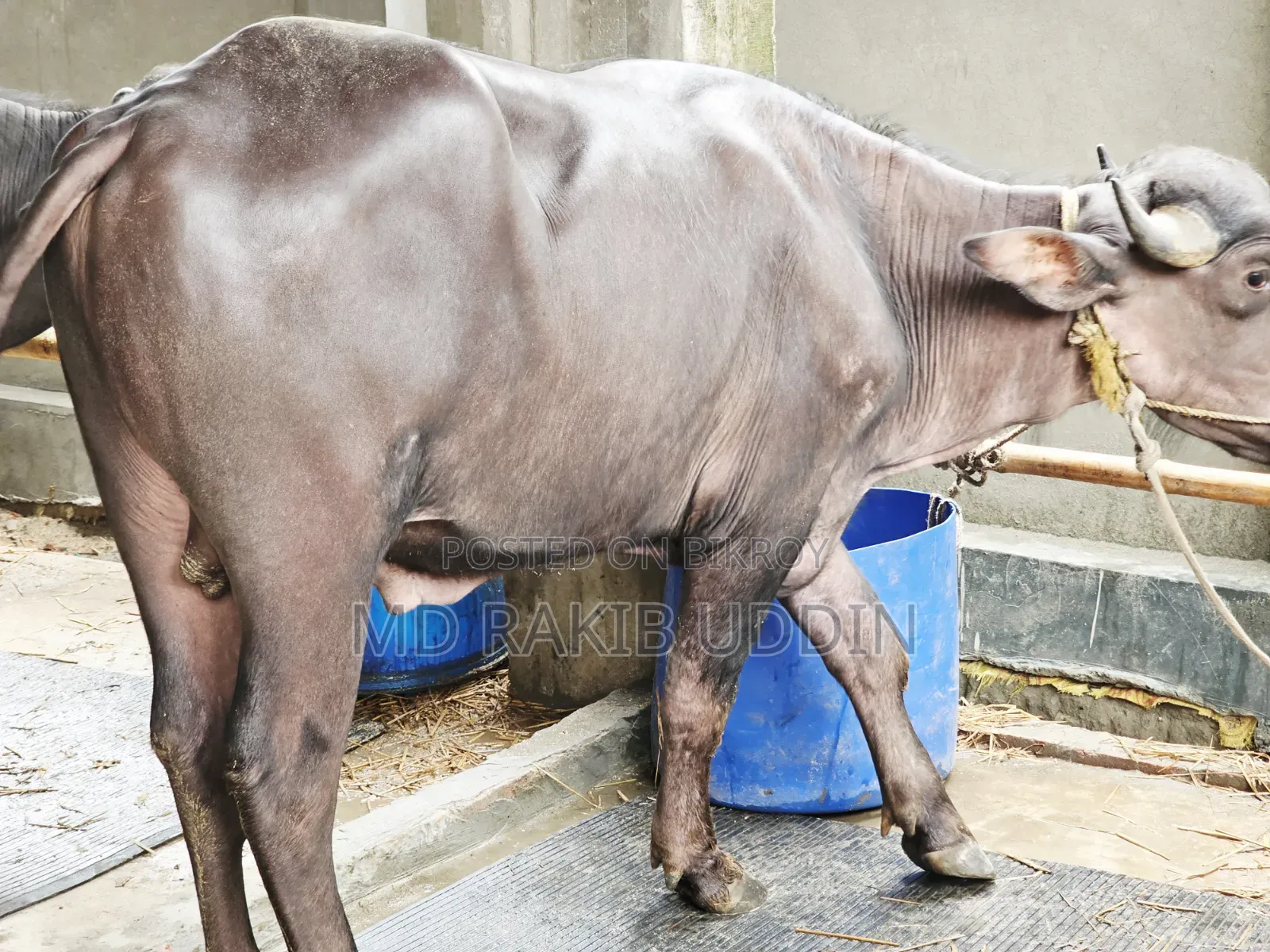 আপনার কুরবানীর জন্য সেরা মহিষটি আজই সংগ্রহ করুন!