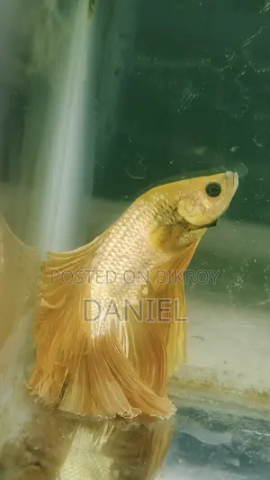 মেল ফাইটার ফিশ ৩৫০ টাকা
