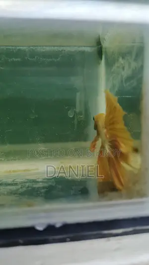 মেল ফাইটার ফিশ ৩৫০ টাকা