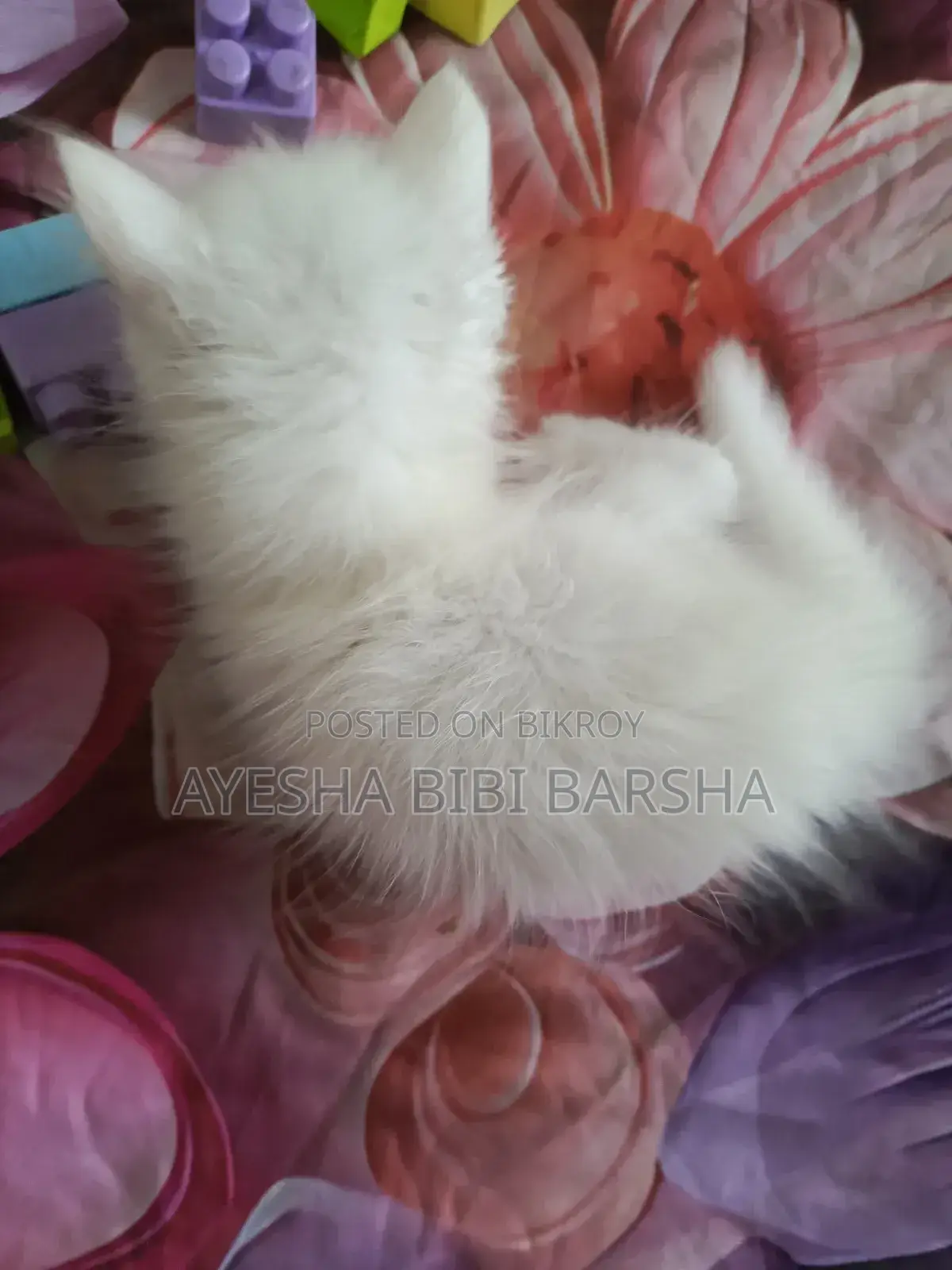 ১-৩ মাসের ফিমেল পিওর পার্সিয়ান