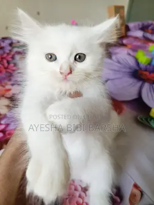 ১-৩ মাসের ফিমেল পিওর পার্সিয়ান
