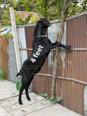 Premium Large Goat for Sale | Impressive Height and Weight