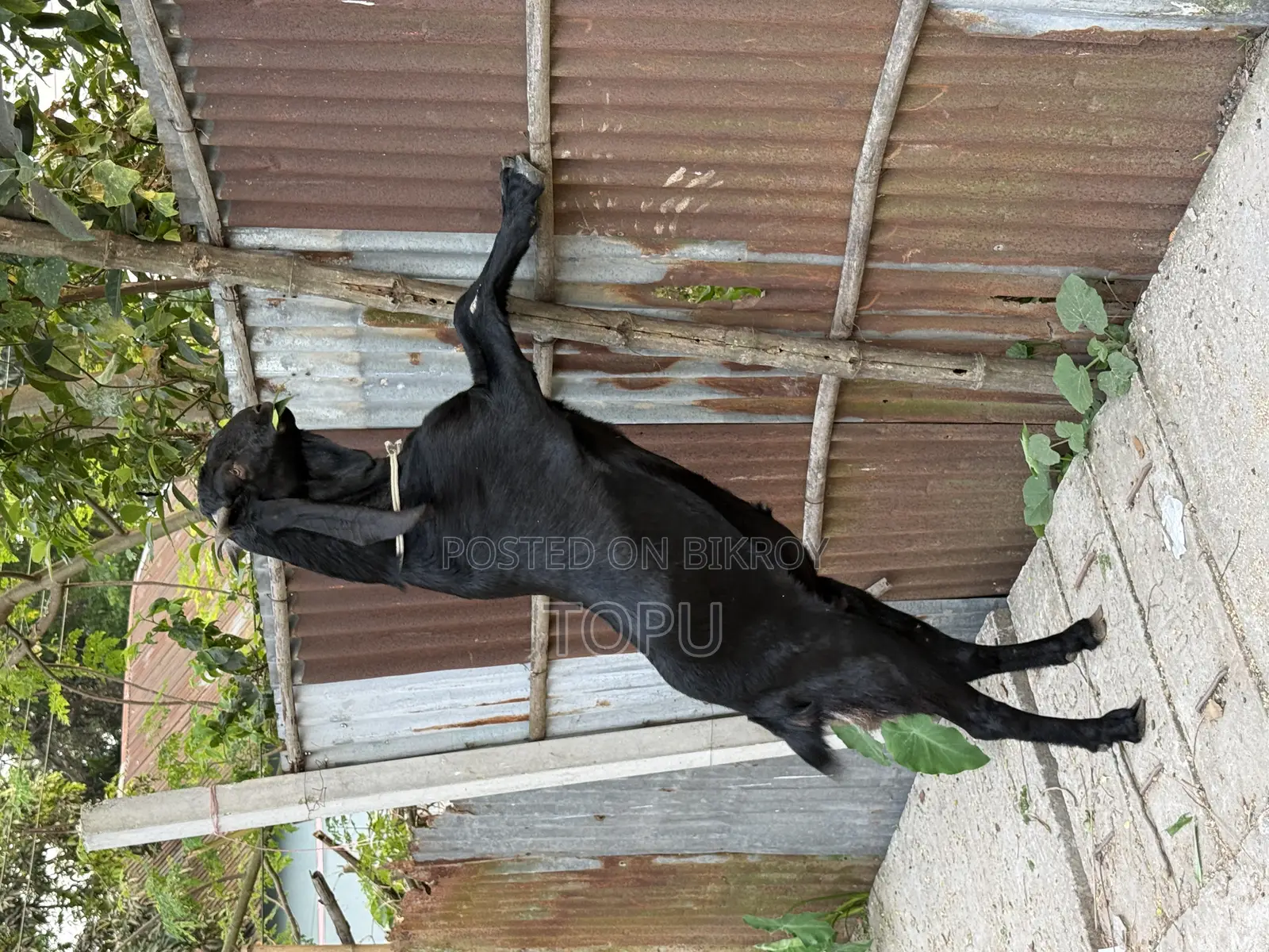 খানদানি বড় ছাগল বিক্রি হবে| যার উচ্চতা এবং ওজন আলহামদুলিল্লাহ
