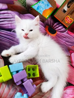 1-3 months Female Purebred Persian