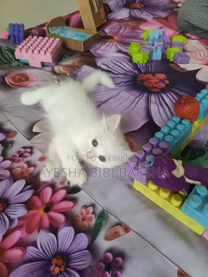 1-3 months Female Purebred Persian