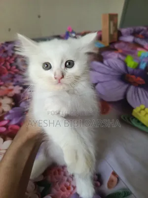 1-3 months Female Purebred Persian