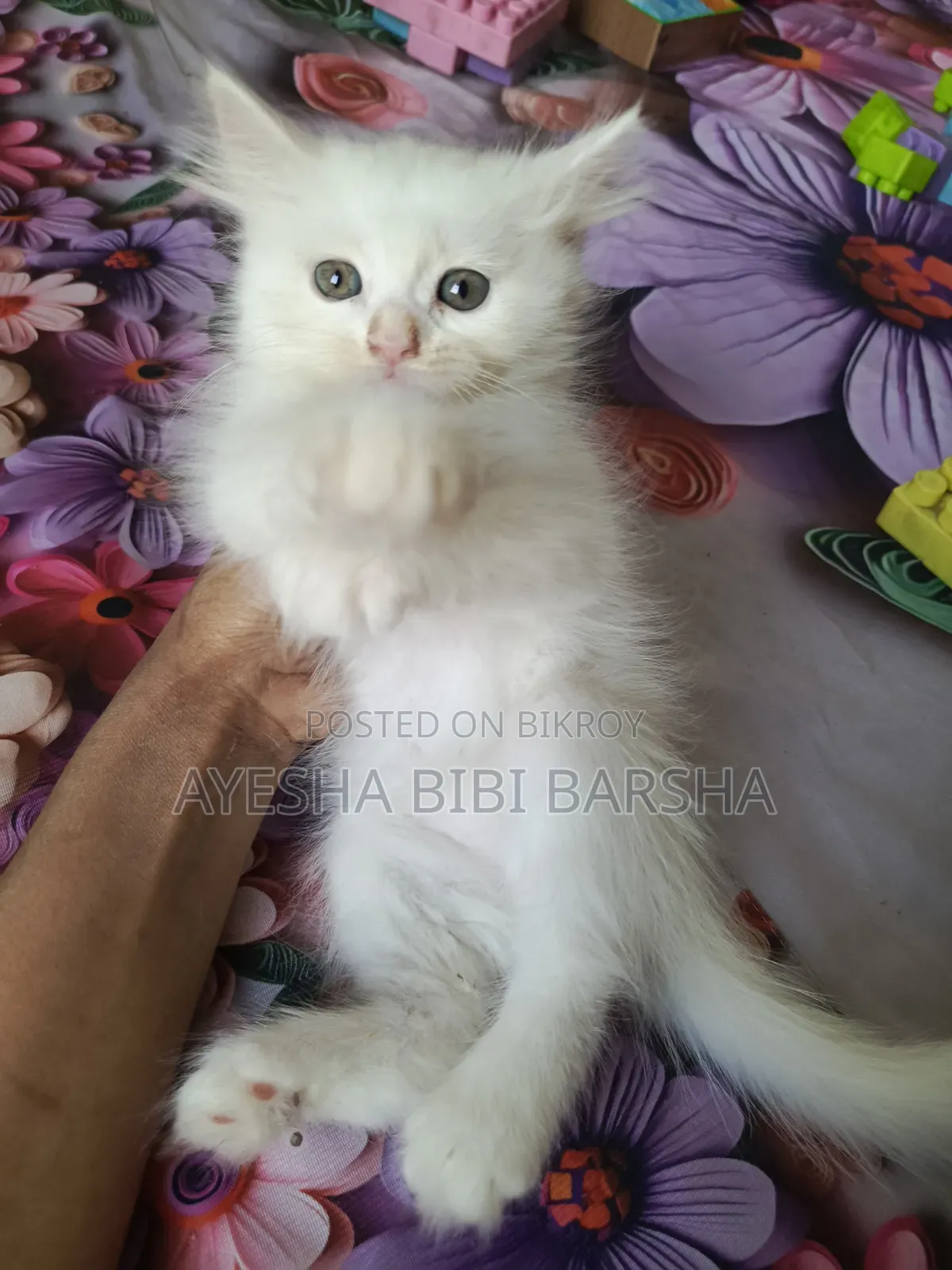 1-3 months Female Purebred Persian