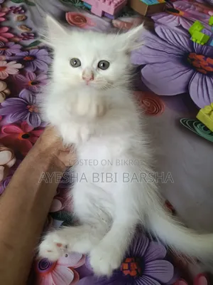 1-3 months Female Purebred Persian