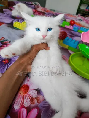 ১-৩ মাস বয়সী ফিমেল মিক্সড ব্রিড পার্সিয়ান