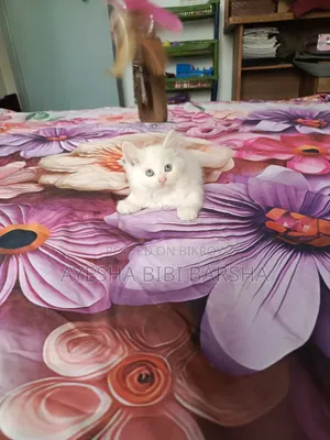 1-3 Months Female Mixed Breed Persian
