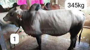 দেশি ষাঁড় গরু