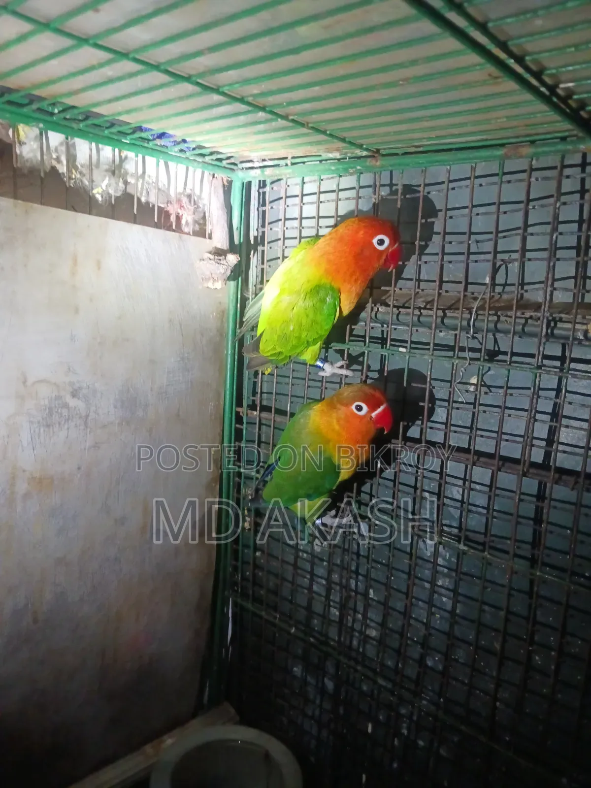 Love Bird. Green Opline
