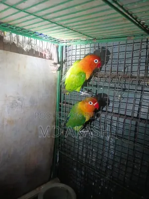 Love Bird. Green Opline