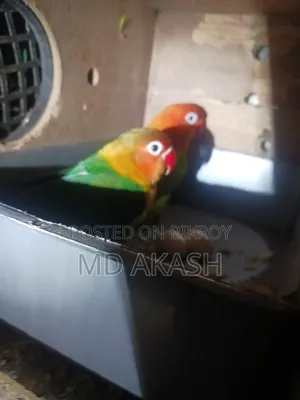 Love Bird. Green Opline